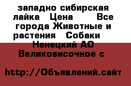 западно сибирская лайка › Цена ­ 0 - Все города Животные и растения » Собаки   . Ненецкий АО,Великовисочное с.